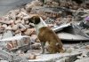 Las víctimas de 4 patas de los desastres naturales en #México