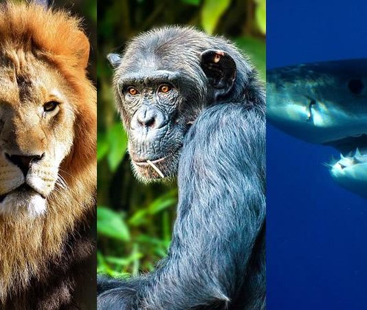 Leones, chimpancés, jirafas, leopardos y tiburones las especies con prioridad para la ONU