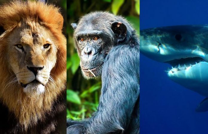 animales-como-leones-chimpances-y-tiburones-seran-protegidos-por-la-onu-577755