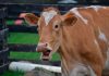 Las vacas aportan muchas más emisiones de carbono de las que se creía