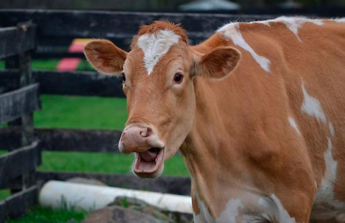 vaca