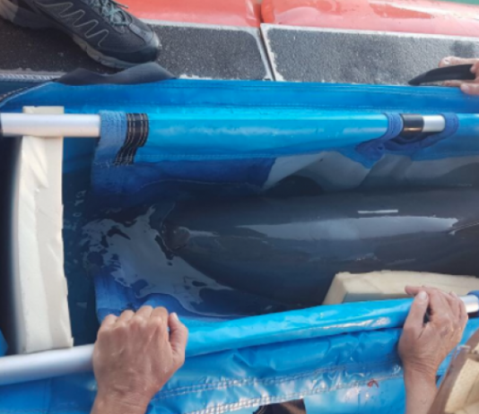 Muere vaquita marina en operaciones de rescate de CPR