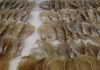 28 kilos de totoaba traficada desde México es decomisada en Hong Kong