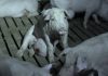 Esto opinan de ‘Salvados’ los activistas por los derechos de los animales