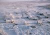 En Siberia, la localidad de Omolon aumentó 35 grados en dos semanas