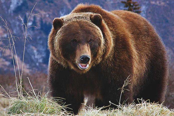 Oso pardo