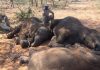 LA MÁS GRANDE Y LAMENTABLE CACERÍA DE ELEFANTES EN ÁFRICA