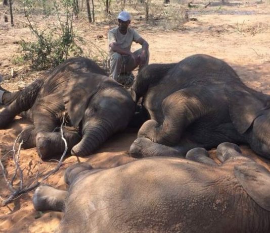 LA MÁS GRANDE Y LAMENTABLE CACERÍA DE ELEFANTES EN ÁFRICA