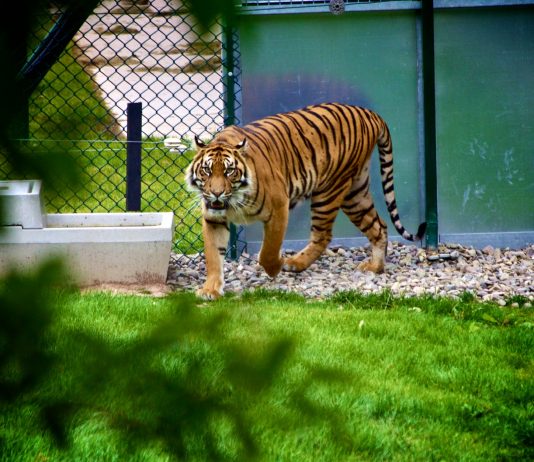 Animales indefensos tras llegada del huracán Florence