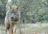 Conoce la historia del coyote y un tejón cruzando juntos túnel