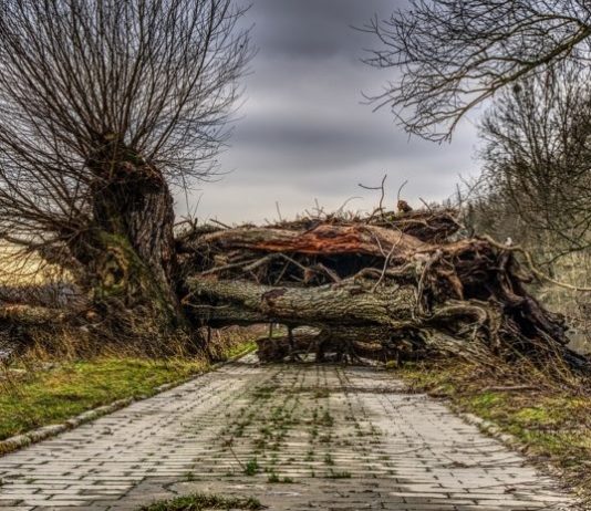 La naturaleza es la gran beneficiada de la contingencia