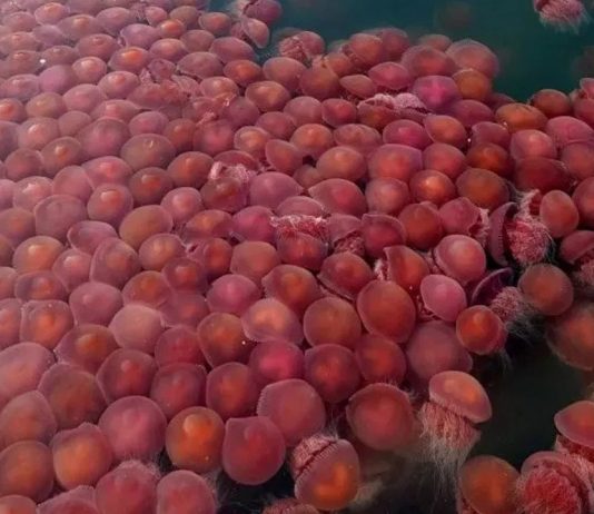 Miles de medusas rosas inundan playa de Filipinas