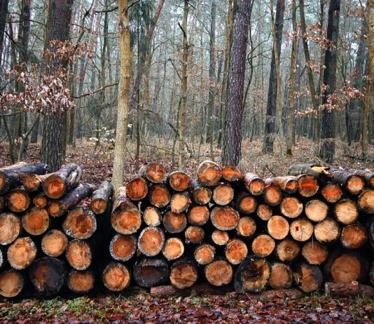 Delitos contra el medio ambiente que deberían parar