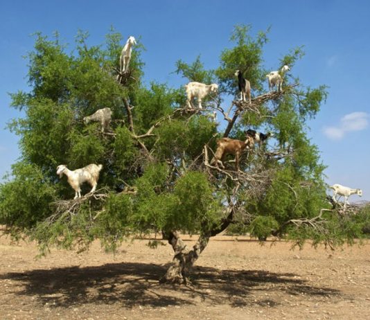 El medio ambiente beneficiado con las cabras trepadoras de árboles