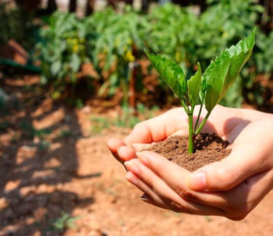 ¿El gobierno disminuyó el gasto en la protección del medio ambiente?