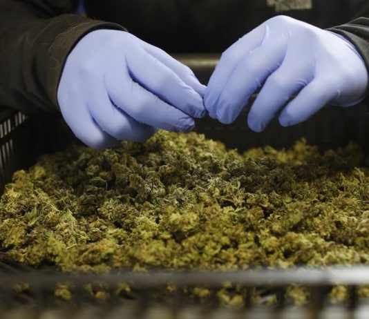 La política italiana se divide en el debate de la legalización del cannabis