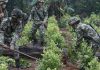 La erradicación de los cultivos ilícitos y su militarización: una política incuestionada