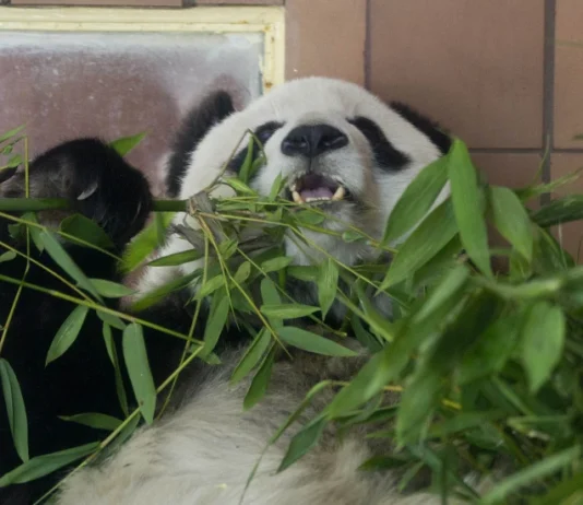 Muere la panda gigante más longeva de México
