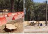 Árbol del Bosque de Chapultepec será derribado por ser riesgo para Línea 3 del Cablebús