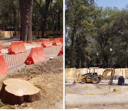 Árbol del Bosque de Chapultepec será derribado por ser riesgo para Línea 3 del Cablebús