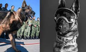 “Sedena rinde emotivo homenaje a Proteo, el perro rescatista que perdió la vida en Turquía”