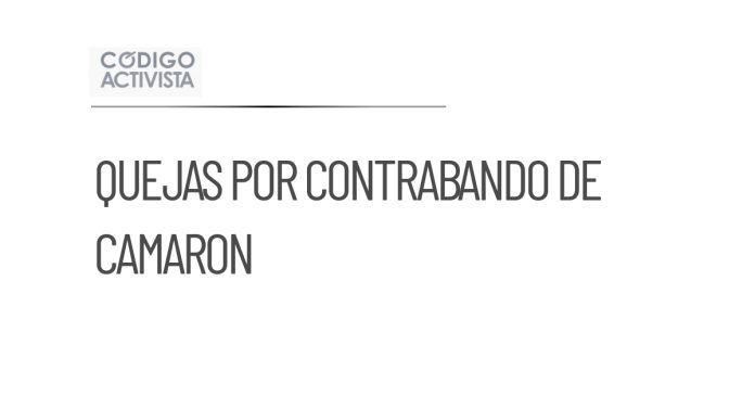 Presidente Sheinbaum aborda quejas por contrabando de camarón