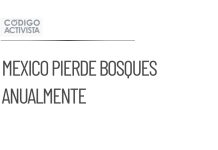 México pierde anualmente 204 mil hectáreas de bosques